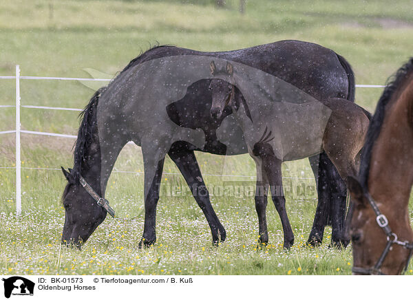 Oldenburger / Oldenburg Horses / BK-01573