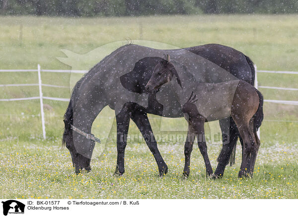 Oldenburg Horses / BK-01577