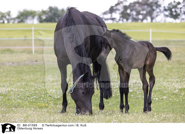 Oldenburger / Oldenburg Horses / BK-01589