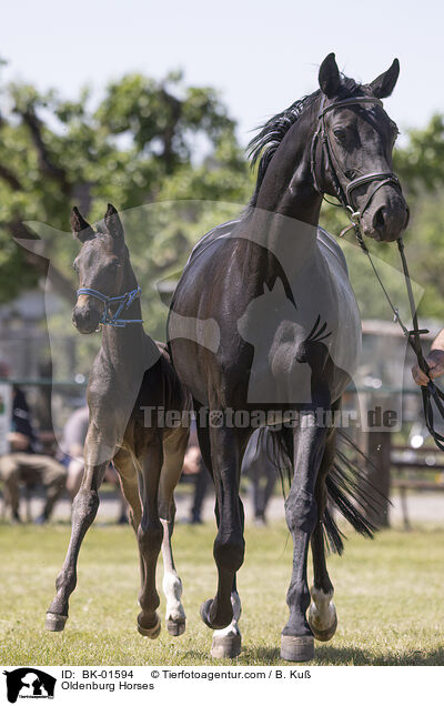 Oldenburger / Oldenburg Horses / BK-01594