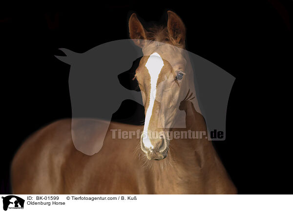 Oldenburg Horse / BK-01599