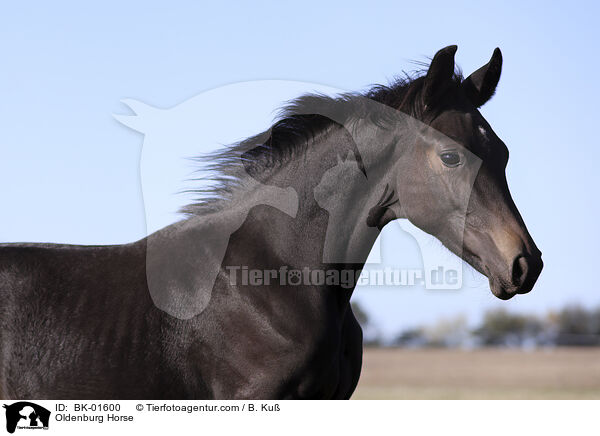 Oldenburger / Oldenburg Horse / BK-01600