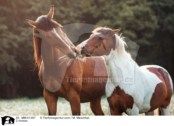 2 horses / MM-01367