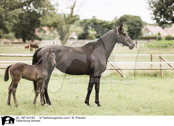 Oldenburg Horses / NP-03165