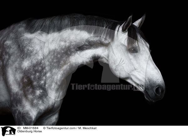 Oldenburg Horse / MM-01684