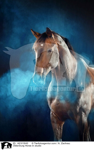 Oldenburger im Studio / Oldenburg Horse in studio / AZ-01640
