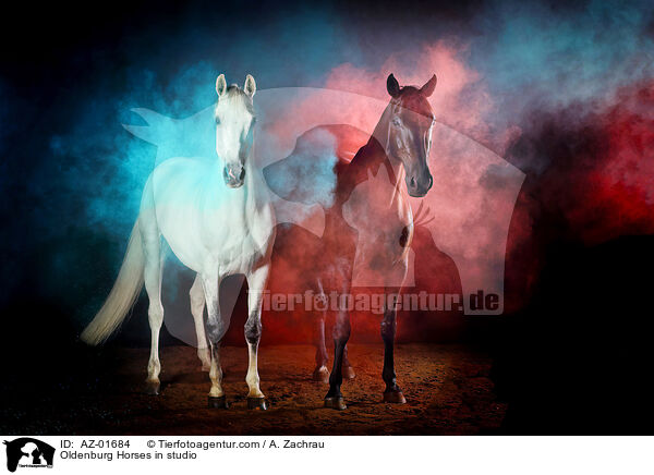 Oldenburger im Studio / Oldenburg Horses in studio / AZ-01684