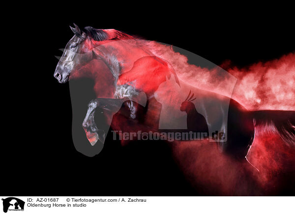 Oldenburger im Studio / Oldenburg Horse in studio / AZ-01687