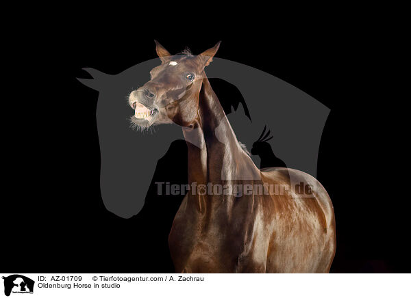 Oldenburger im Studio / Oldenburg Horse in studio / AZ-01709