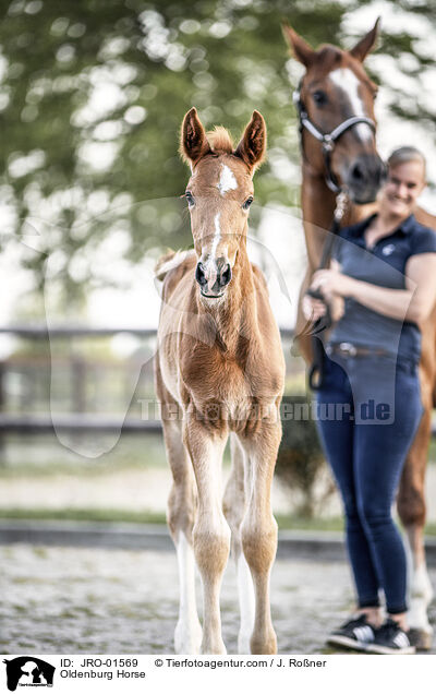 Oldenburger / Oldenburg Horse / JRO-01569