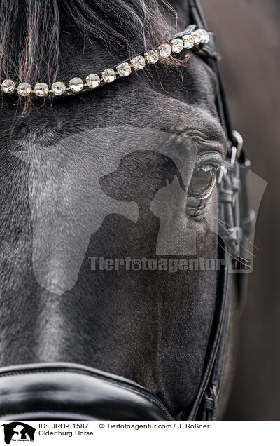 Oldenburger / Oldenburg Horse / JRO-01587