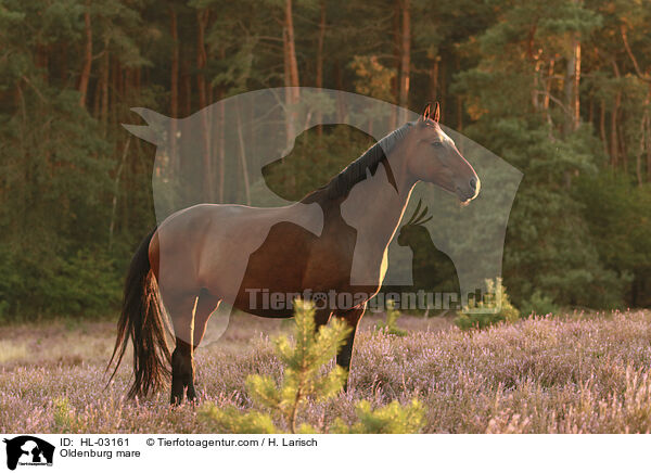 Oldenburg mare / HL-03161