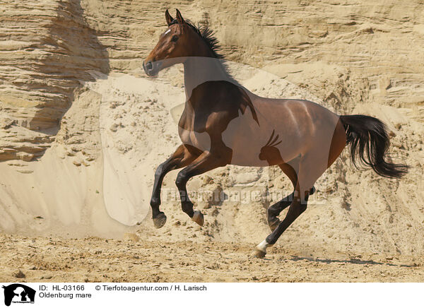 Oldenburger Stute / Oldenburg mare / HL-03166