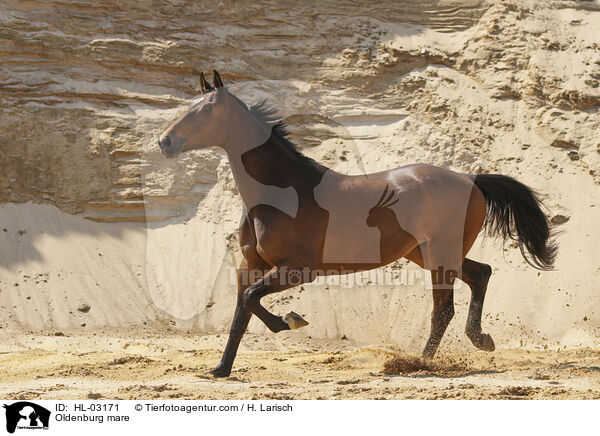 Oldenburg mare / HL-03171