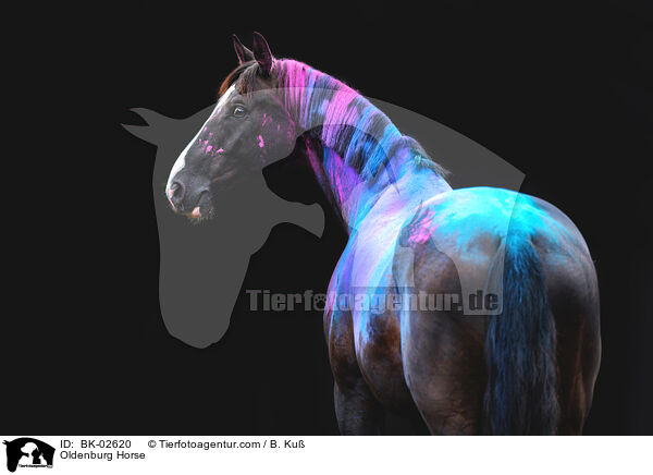 Oldenburg Horse / BK-02620