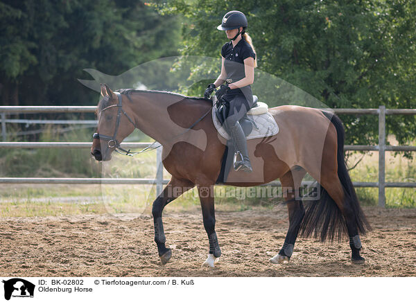 Oldenburg Horse / BK-02802