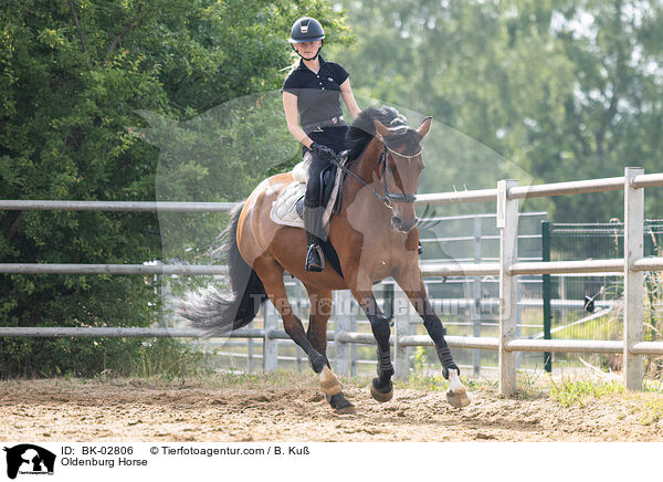 Oldenburg Horse / BK-02806