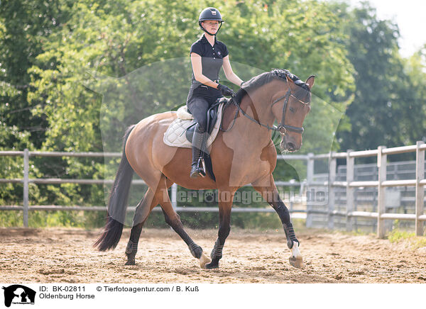 Oldenburger / Oldenburg Horse / BK-02811