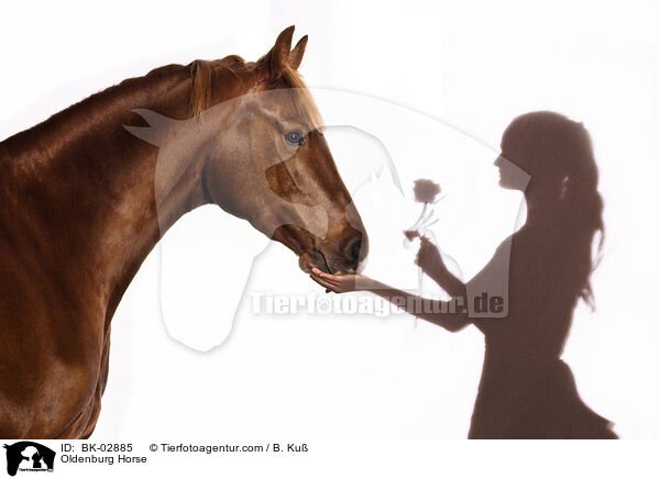 Oldenburg Horse / BK-02885