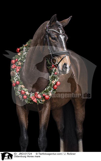 Oldenburger Stute / Oldenburg Horse mare / JRO-01724