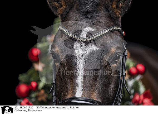 Oldenburger Stute / Oldenburg Horse mare / JRO-01725