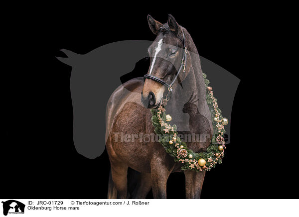Oldenburger Stute / Oldenburg Horse mare / JRO-01729