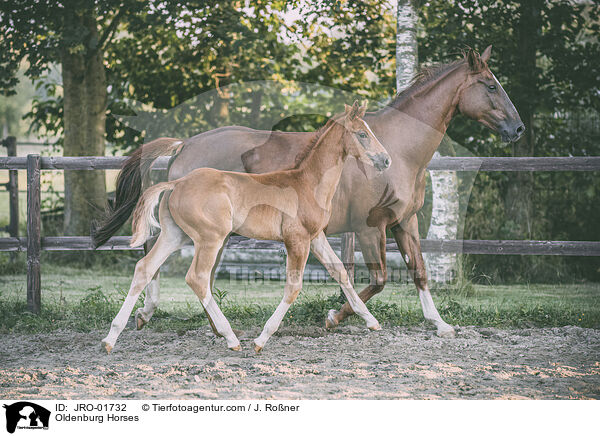 Oldenburg Horses / JRO-01732