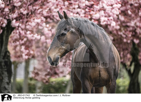 Oldenburg Horse gelding / JRO-01742