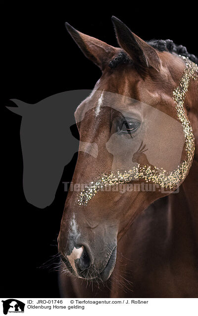 Oldenburg Horse gelding / JRO-01746