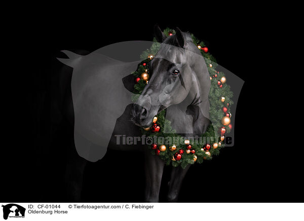Oldenburg Horse / CF-01044