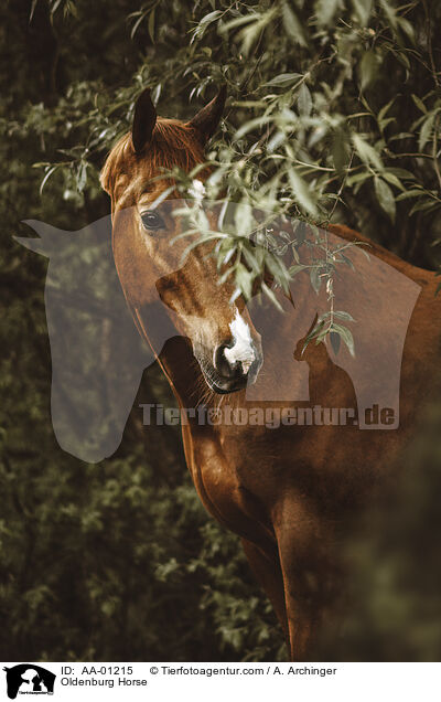 Oldenburg Horse / AA-01215