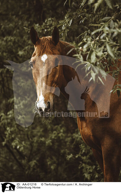 Oldenburg Horse / AA-01216