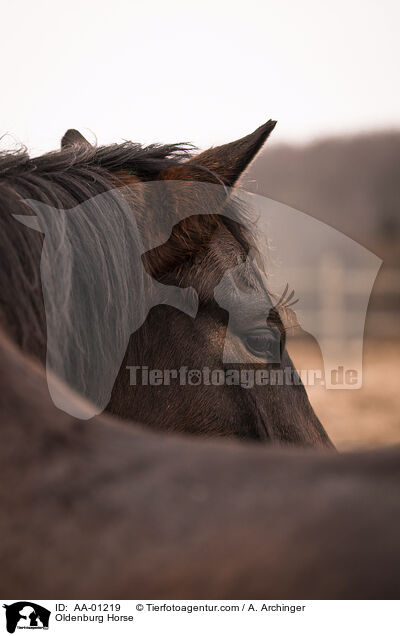 Oldenburg Horse / AA-01219