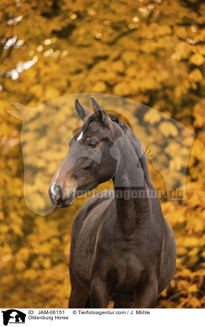 Oldenburg Horse / JAM-06151