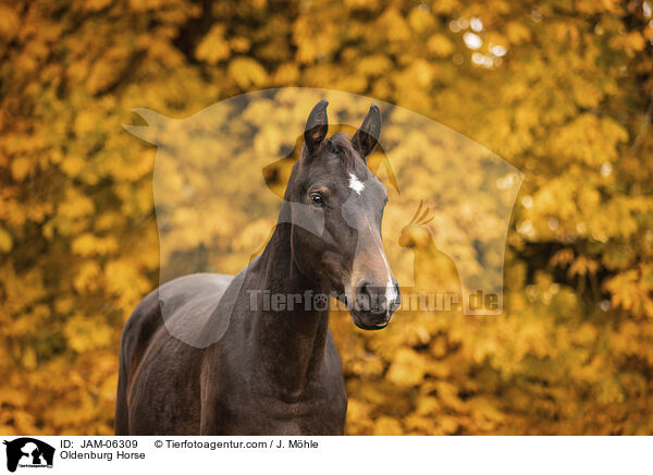 Oldenburg Horse / JAM-06309