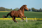 galloping Oldenburg Horse