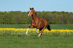 galloping Oldenburg Horse