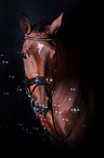 Oldenburg Horse portait