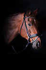 Oldenburg Horse portait