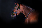 Oldenburg Horse portait