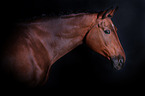 Oldenburg Horse portait
