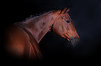 Oldenburg Horse portait
