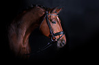 Oldenburg Horse portait