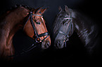 Oldenburg Horse portait