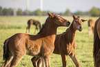 playing Oldenburg Horse foal