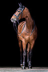 standing Oldenburg Horse