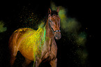 Oldenburg Horse with holi colour