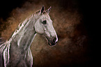 Oldenburg Horse with holi colour