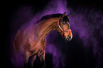 Oldenburg Horse with holi colour