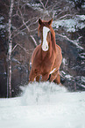 Oldenburg horse in the winter